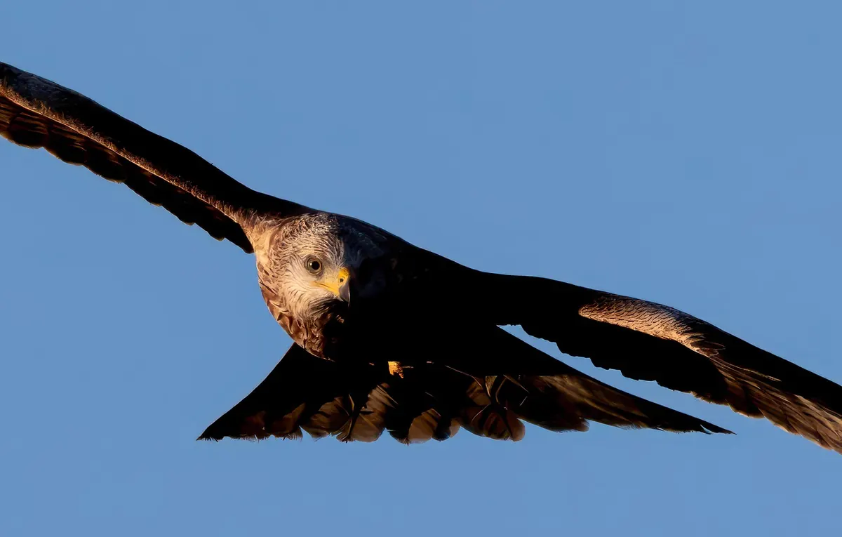 How to Fly a Kite for the First Time: A Beginner's Step-by-Step Guide